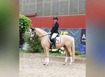 Poney de selle allemand, Hongre, 6 Ans, 153 cm, Palomino