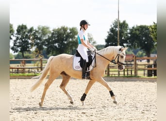 Poney de selle allemand, Hongre, 6 Ans, 153 cm, Palomino
