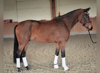 Poney de selle allemand, Hongre, 6 Ans, 155 cm, Bai