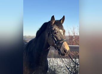 Poney de selle allemand, Hongre, 6 Ans, 155 cm, Bai