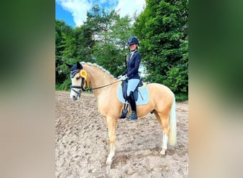 Poney de selle allemand, Hongre, 6 Ans, 155 cm, Palomino