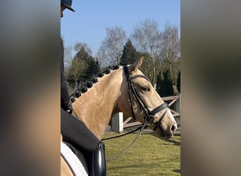 Poney de selle allemand, Hongre, 6 Ans, 160 cm, Isabelle