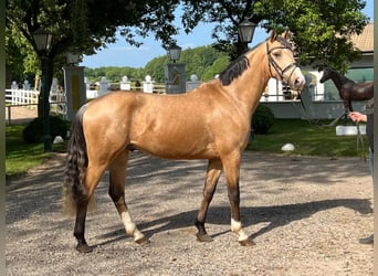 Poney de selle allemand, Hongre, 6 Ans, 160 cm, Isabelle