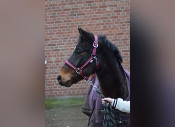 Poney de selle allemand Croisé, Hongre, 7 Ans, 136 cm, Bai