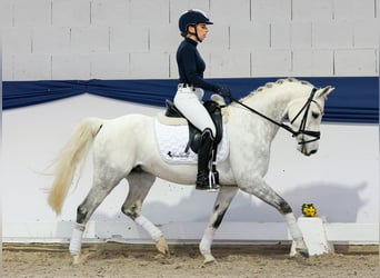 Poney de selle allemand, Hongre, 7 Ans, 138 cm, Gris