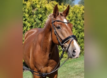 Poney de selle allemand Croisé, Hongre, 7 Ans, 142 cm, Alezan