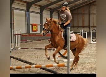 Poney de selle allemand Croisé, Hongre, 7 Ans, 142 cm, Alezan