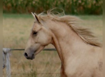 Poney de selle allemand, Hongre, 7 Ans, 144 cm, Palomino