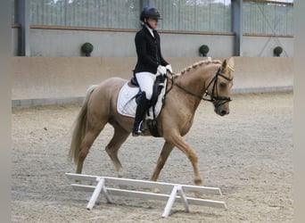 Poney de selle allemand, Hongre, 7 Ans, 144 cm, Palomino