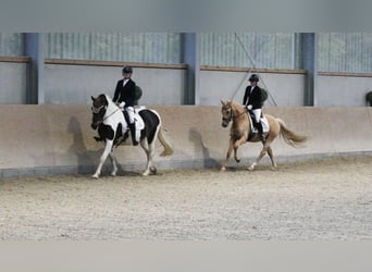 Poney de selle allemand, Hongre, 7 Ans, 144 cm, Palomino