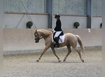Poney de selle allemand, Hongre, 7 Ans, 144 cm, Palomino