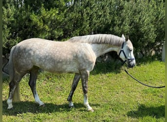 Poney de selle allemand, Hongre, 7 Ans, 146 cm, Gris