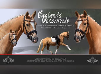 Poney de selle allemand, Hongre, 7 Ans, 146 cm, Palomino