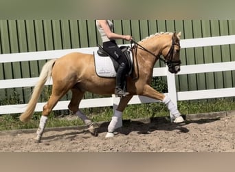 Poney de selle allemand, Hongre, 7 Ans, 146 cm, Palomino