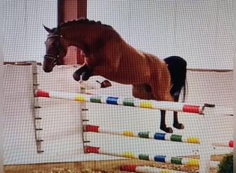 Poney de selle allemand, Hongre, 7 Ans, 147 cm, Bai