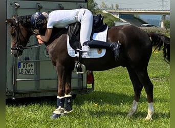 Poney de selle allemand, Hongre, 7 Ans, 148 cm, Alezan brûlé