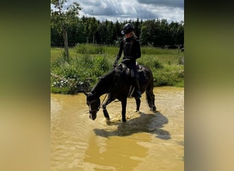 Poney de selle allemand, Hongre, 7 Ans, 148 cm, Alezan brûlé