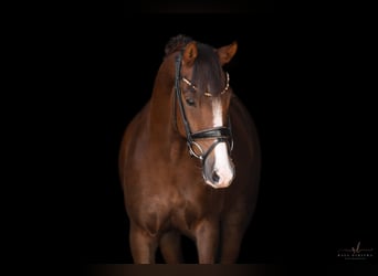 Poney de selle allemand, Hongre, 7 Ans, 148 cm, Alezan brûlé