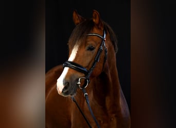 Poney de selle allemand, Hongre, 7 Ans, 148 cm, Alezan brûlé