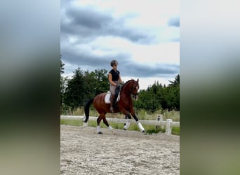 Poney de selle allemand, Hongre, 7 Ans, 148 cm, Bai