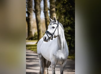 Poney de selle allemand, Hongre, 7 Ans, 148 cm, Gris