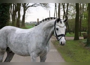 Poney de selle allemand, Hongre, 7 Ans, 148 cm, Gris