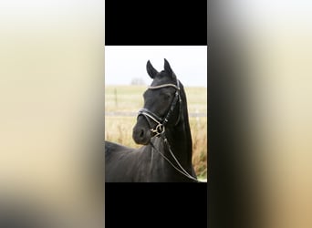 Poney de selle allemand, Hongre, 7 Ans, 148 cm, Noir