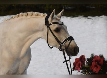 Poney de selle allemand, Hongre, 7 Ans, 148 cm, Palomino