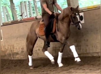 Poney de selle allemand, Hongre, 7 Ans, 150 cm, Alezan