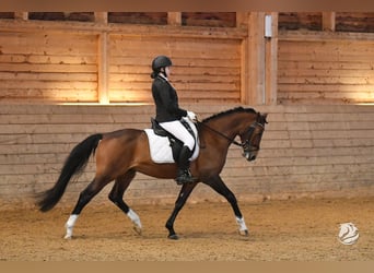 Poney de selle allemand, Hongre, 7 Ans, 150 cm, Bai