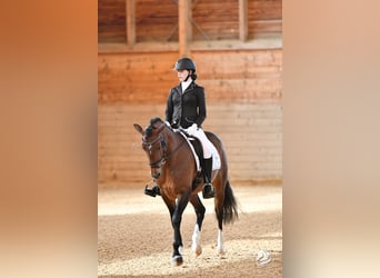 Poney de selle allemand, Hongre, 7 Ans, 150 cm, Bai