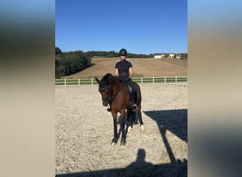 Poney de selle allemand, Hongre, 7 Ans, 150 cm, Bai