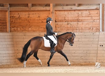 Poney de selle allemand, Hongre, 7 Ans, 150 cm, Bai