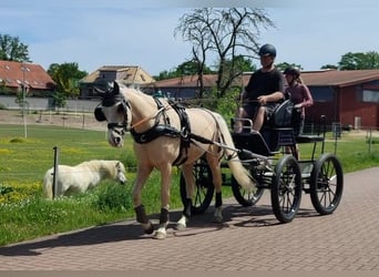 Poney de selle allemand, Hongre, 7 Ans, 153 cm, Palomino