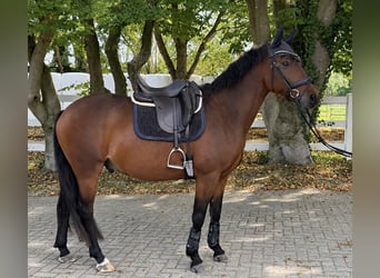 Poney de selle allemand, Hongre, 7 Ans, 155 cm, Bai