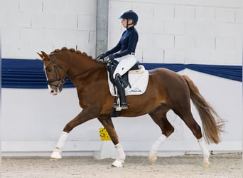 Poney de selle allemand, Hongre, 7 Ans, 156 cm, Alezan brûlé