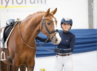 Poney de selle allemand, Hongre, 7 Ans, 156 cm, Alezan brûlé
