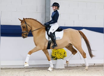 Poney de selle allemand, Hongre, 7 Ans, 158 cm, Isabelle