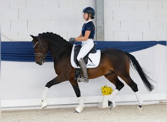 Poney de selle allemand, Hongre, 7 Ans, Bai brun