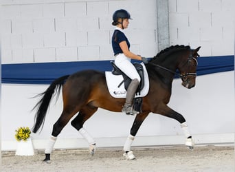 Poney de selle allemand, Hongre, 7 Ans, Bai brun