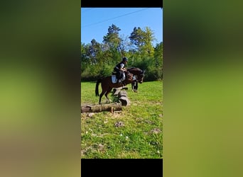 Poney de selle allemand, Hongre, 7 Ans, Bai