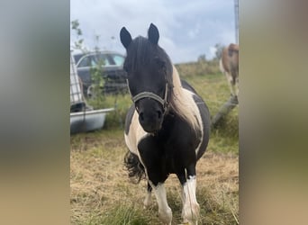 Poney de selle allemand, Hongre, 7 Ans, Pinto