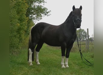 Poney de selle allemand Croisé, Hongre, 8 Ans, 132 cm, Pinto