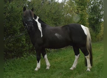 Poney de selle allemand Croisé, Hongre, 8 Ans, 132 cm, Pinto