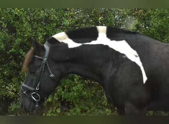 Poney de selle allemand Croisé, Hongre, 8 Ans, 132 cm, Pinto