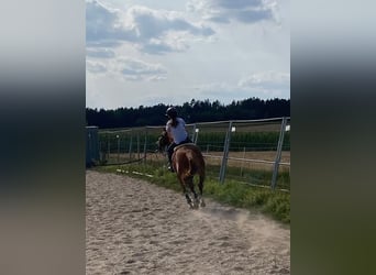 Poney de selle allemand Croisé, Hongre, 8 Ans, 135 cm, Alezan cuivré