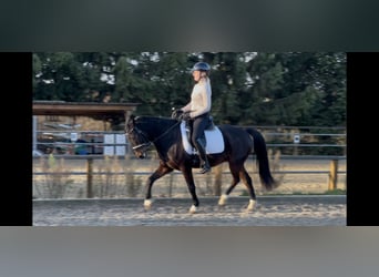 Poney de selle allemand, Hongre, 8 Ans, 140 cm, Bai brun