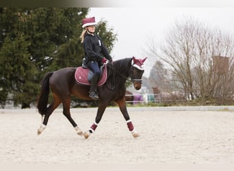 Poney de selle allemand, Hongre, 8 Ans, 140 cm, Bai brun