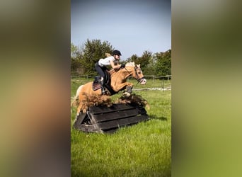 Poney de selle allemand, Hongre, 8 Ans, 140 cm, Palomino