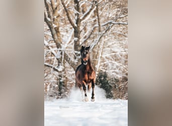 Poney de selle allemand, Hongre, 8 Ans, 145 cm, Bai brun